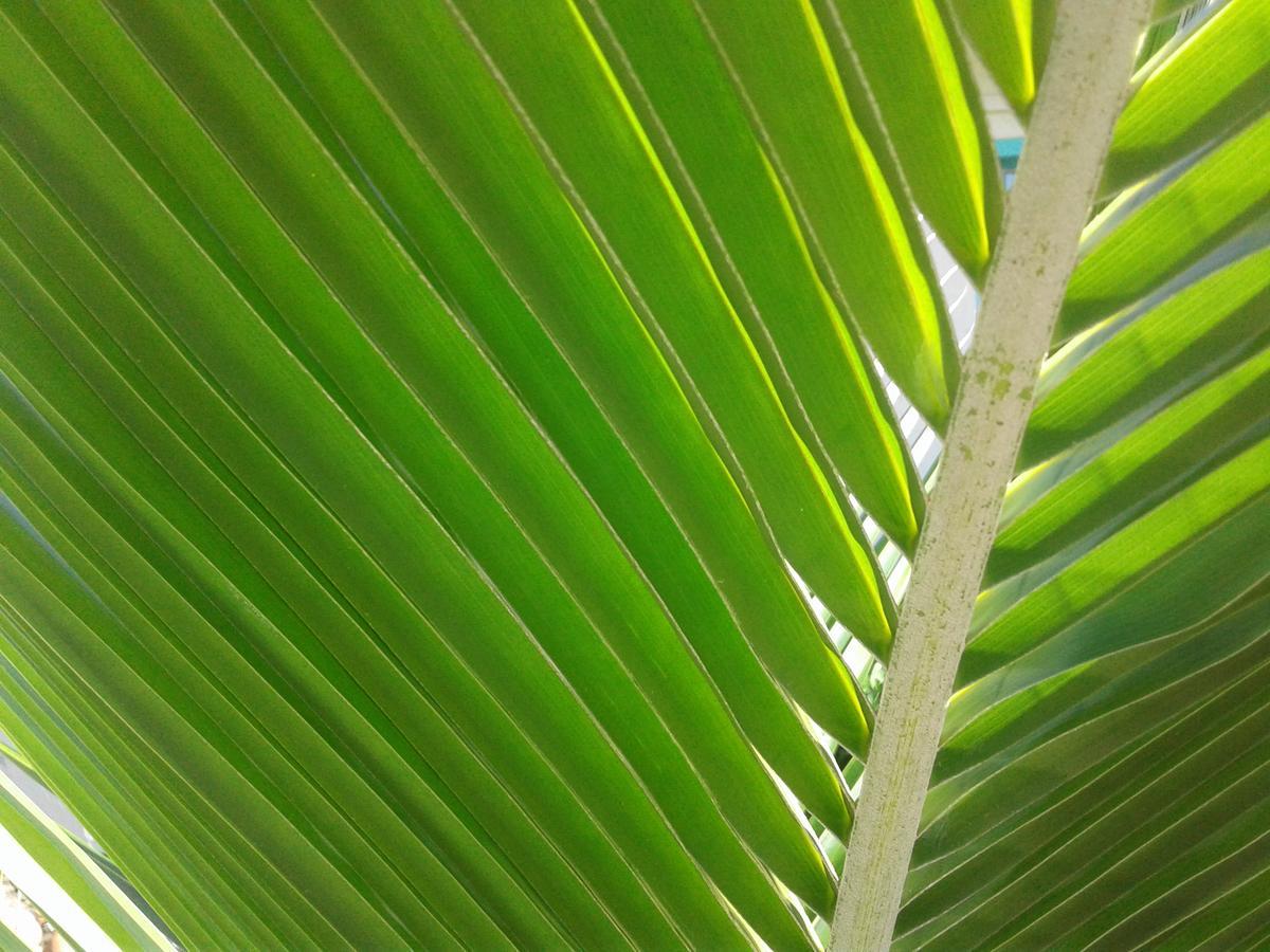 Beach Island Resort Cocoa Beach Exteriör bild